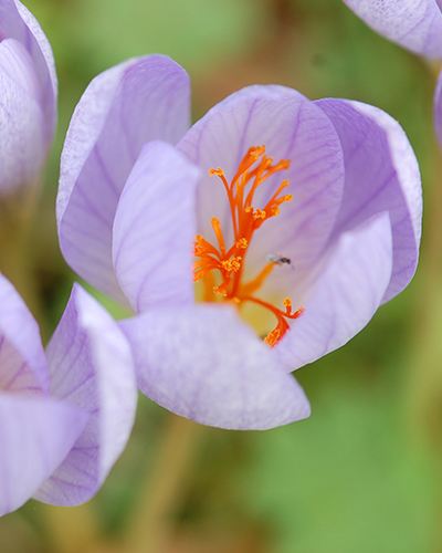Crocus speciosus conqueror.jpg